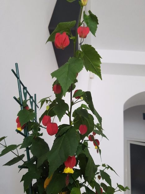  - Abutilon