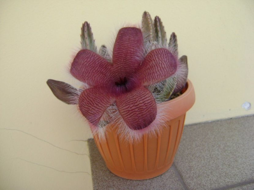 Stapelia grandiflora - Stapeliade 2017