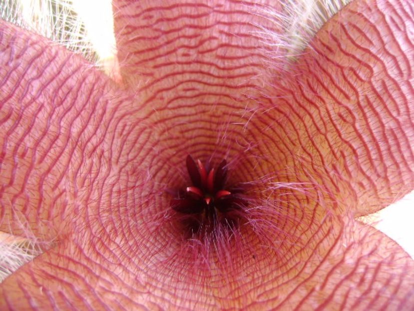 Stapelia grandiflora - Stapeliade 2017