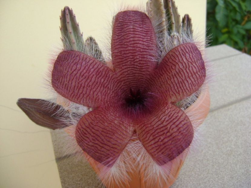 Stapelia grandiflora - Stapeliade 2017