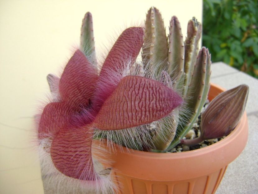 Stapelia grandiflora - Stapeliade 2017