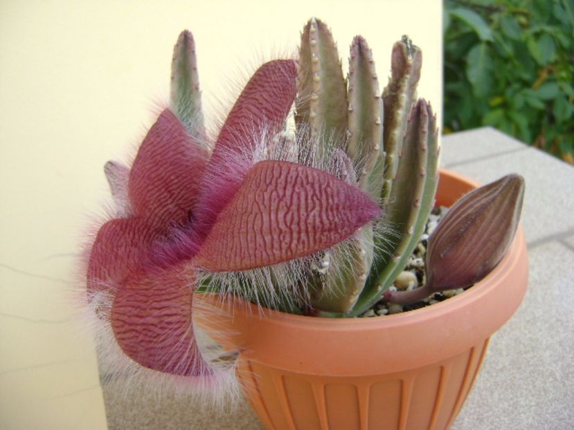Stapelia grandiflora - Stapeliade 2017