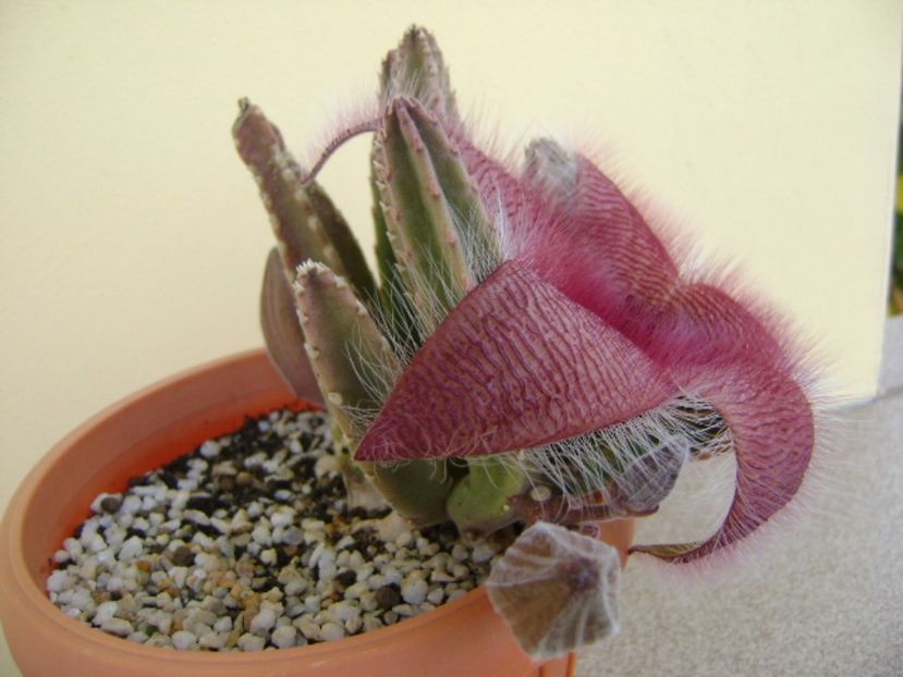 Stapelia grandiflora - Stapeliade 2017