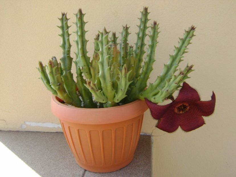Stapelia hb. berlinensis - Stapeliade 2017