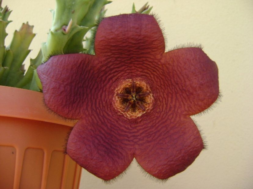 Stapelia hb. berlinensis - Stapeliade 2017