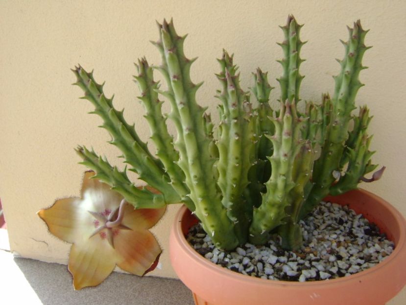 Stapelia hb. berlinensis - Stapeliade 2017