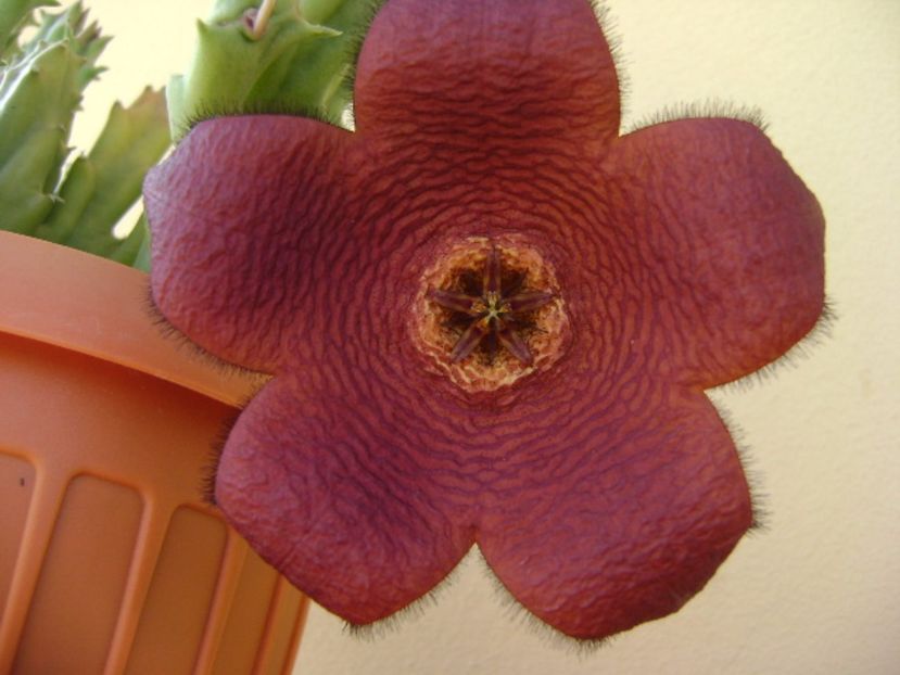 Stapelia hb. berlinensis - Stapeliade 2017