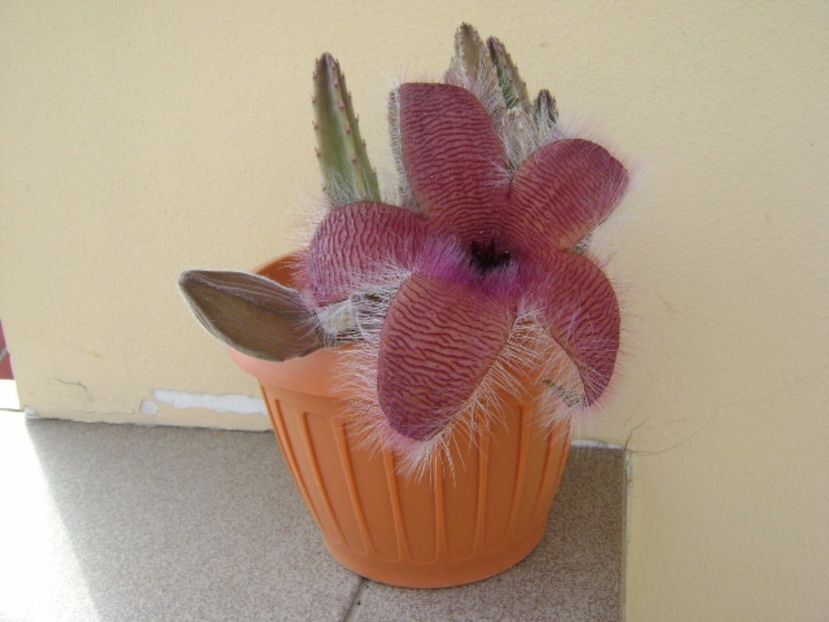 Stapelia grandiflora - Stapeliade 2017