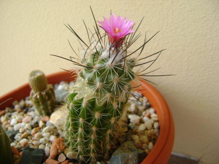 Turbinicarpus viereckii (altoit) - Cactusi 2017 final de an