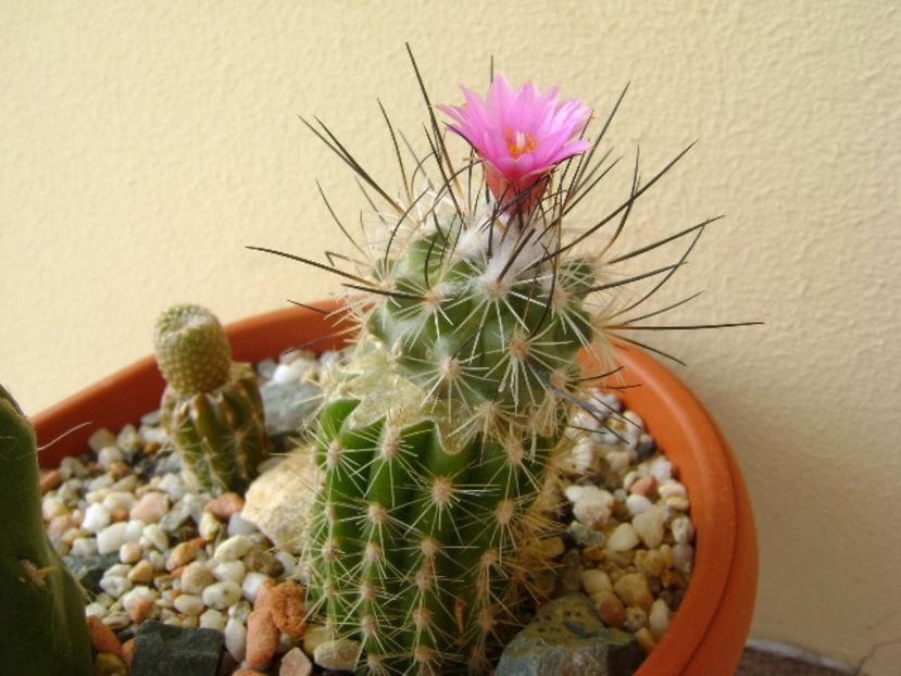 Turbinicarpus viereckii (altoit) - Cactusi 2017 final de an