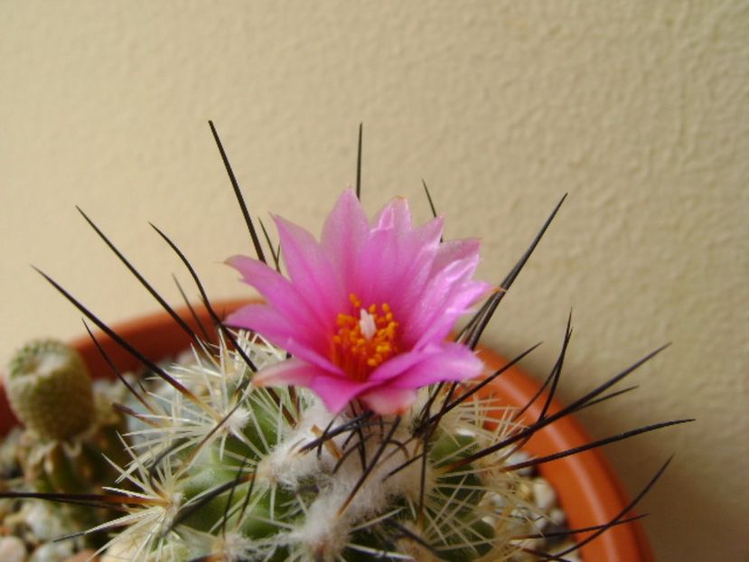 Turbinicarpus viereckii (altoit) - Cactusi 2017 final de an