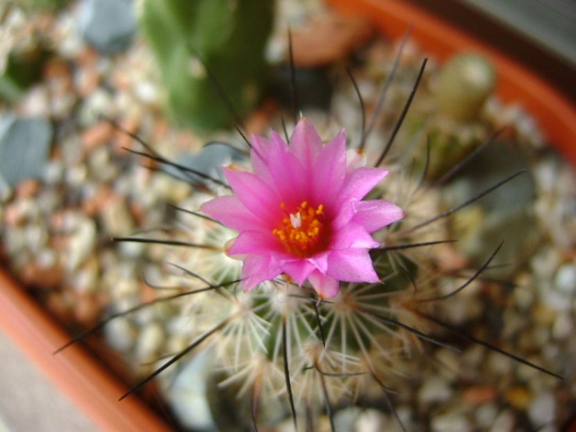 Turbinicarpus viereckii (altoit) - Cactusi 2017 final de an