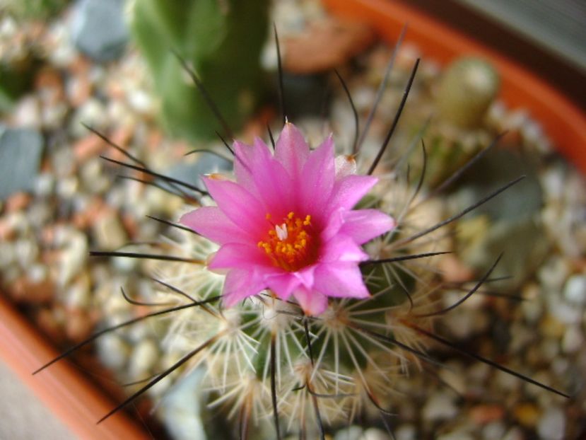 Turbinicarpus viereckii (altoit) - Cactusi 2017 final de an