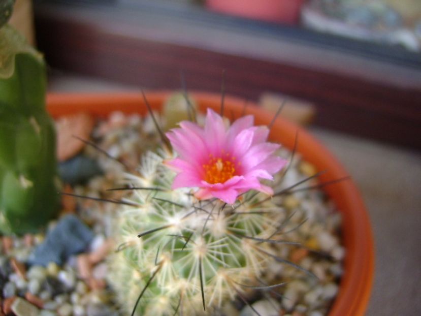 Turbinicarpus viereckii (altoit) - Cactusi 2017 final de an