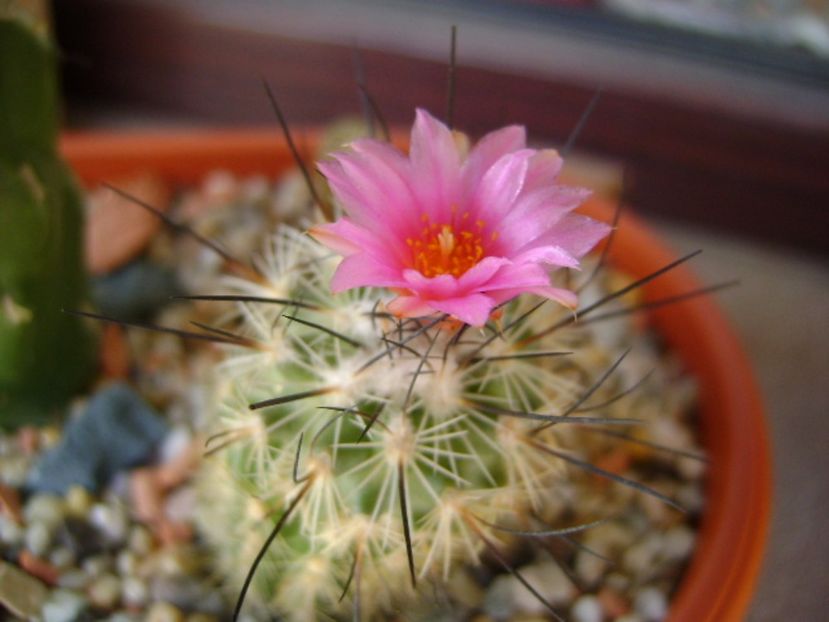 Turbinicarpus viereckii (altoit) - Cactusi 2017 final de an