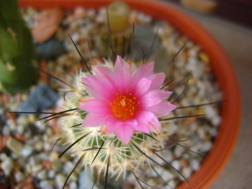 Turbinicarpus viereckii (altoit) - Cactusi 2017 final de an