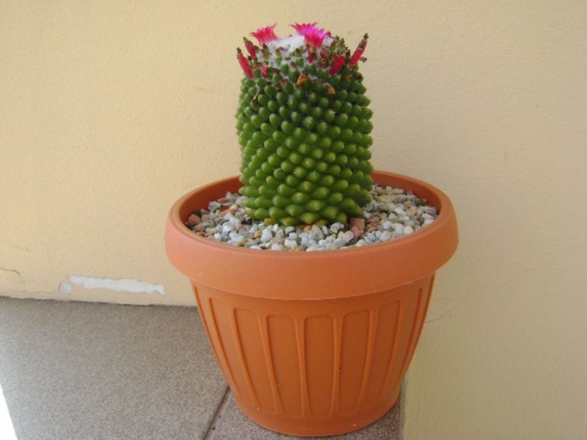 Mammillaria polythele cv. Stachellos - Cactusi 2017 final de an