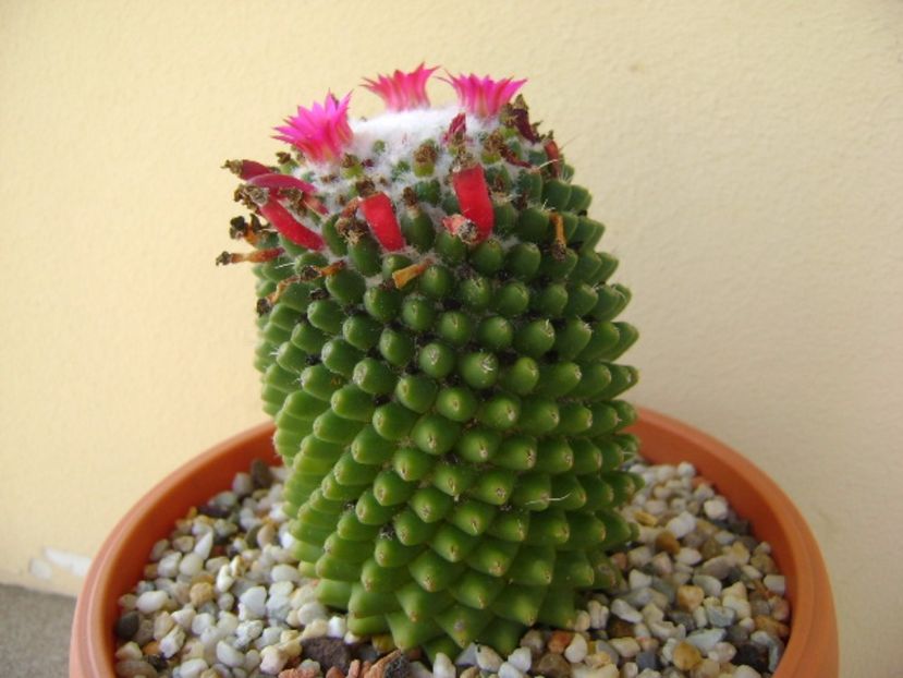 Mammillaria polythele cv. Stachellos - Cactusi 2017 final de an