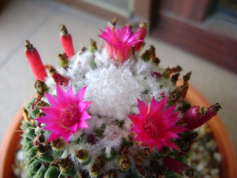 Mammillaria polythele cv. Stachellos - Cactusi 2017 final de an