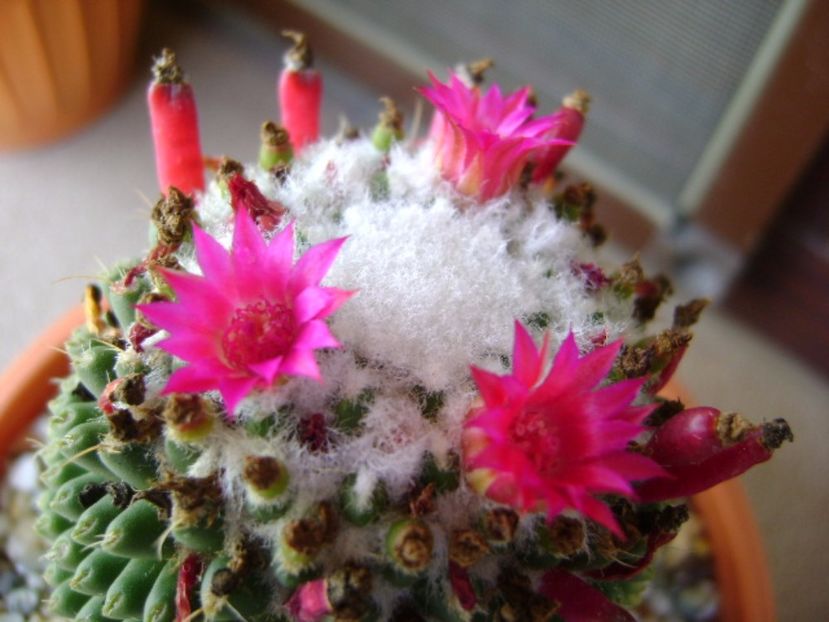 Mammillaria polythele cv. Stachellos - Cactusi 2017 final de an