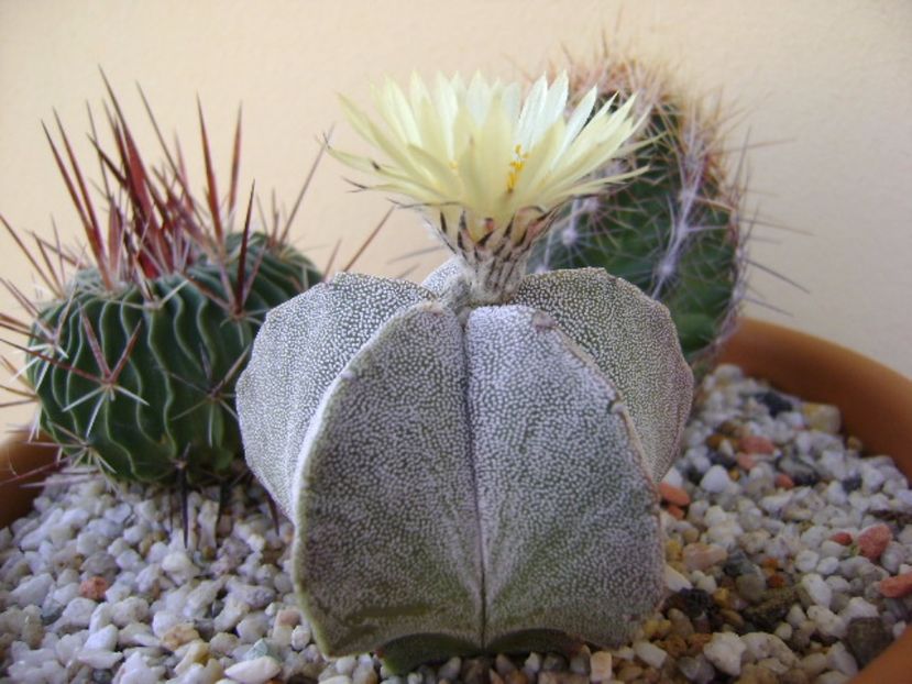 Astrophytum coahuilense - Cactusi 2017 final de an