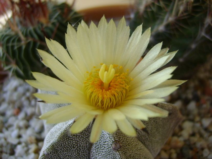 Astrophytum coahuilense - Cactusi 2017 final de an