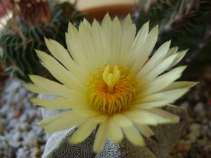 Astrophytum coahuilense - Cactusi 2017 final de an