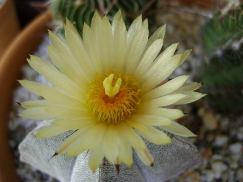 Astrophytum coahuilense - Cactusi 2017 final de an