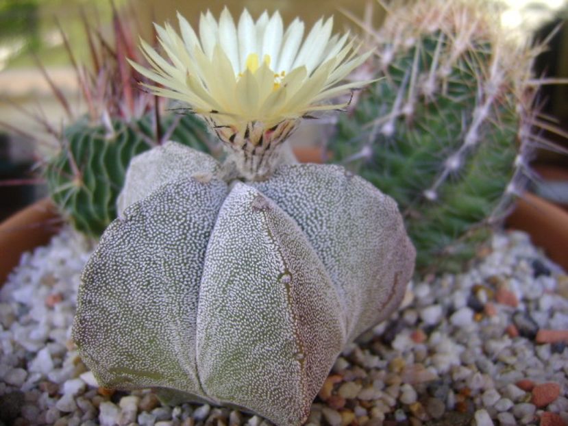 Astrophytum coahuilense - Cactusi 2017 final de an