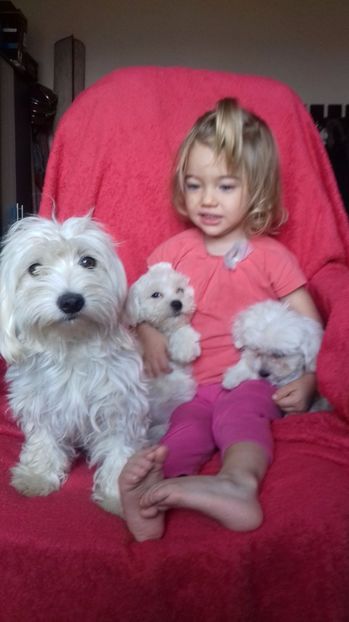 Bichon Maltese - animalele si copii mei