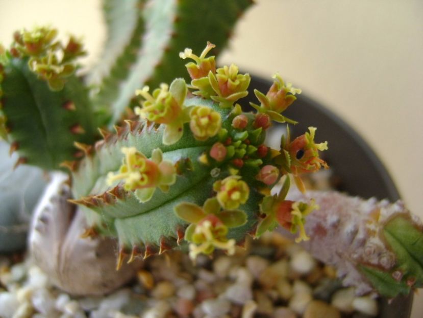 Euphorbia tubiglans - Caudiciforme si bulbi 2017
