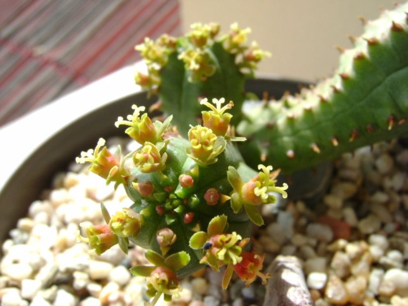 Euphorbia tubiglans - Caudiciforme si bulbi 2017