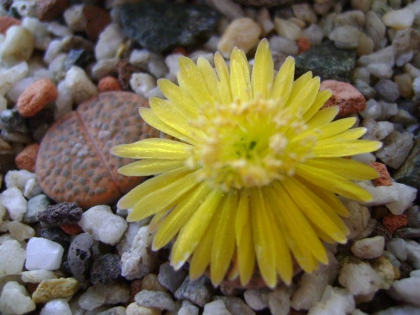 Lithops fulviceps - Suculente 2017