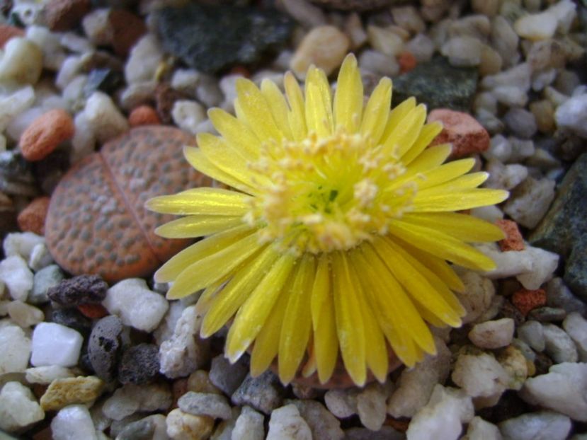 Lithops fulviceps - Suculente 2017