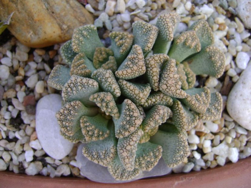 Titanopsis calcarea - Suculente 2017
