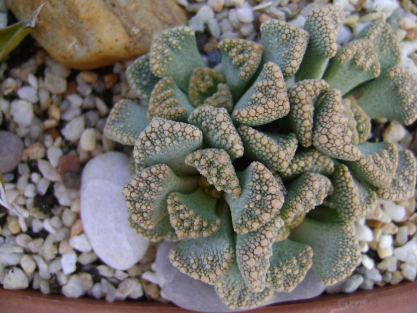 Titanopsis calcarea - Suculente 2017