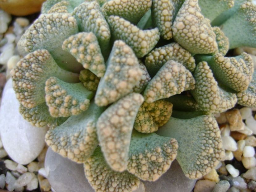 Titanopsis calcarea - Suculente 2017