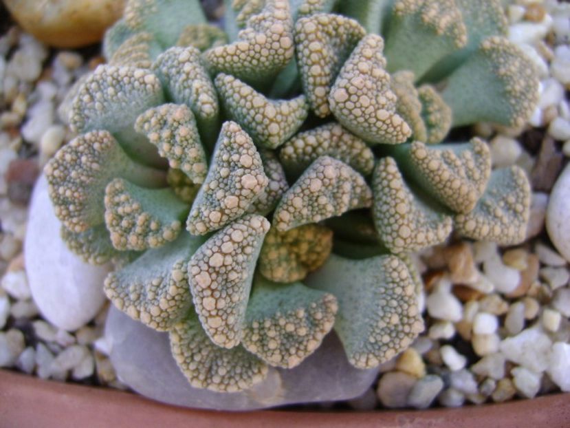 Titanopsis calcarea - Suculente 2017