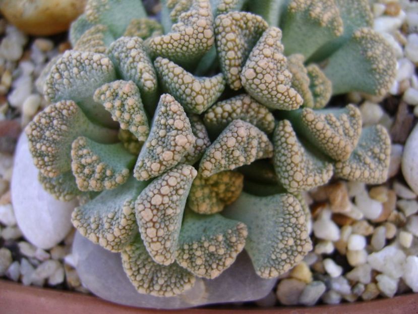 Titanopsis calcarea - Suculente 2017