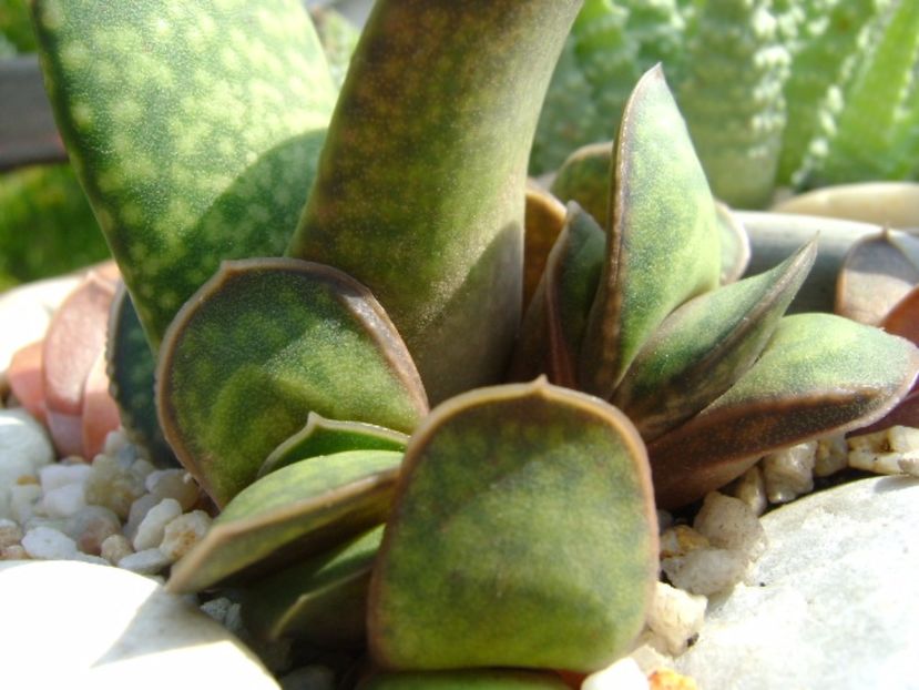 Gasteria glomerata - Suculente 2017