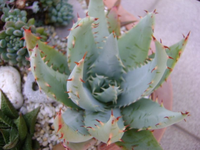 Aloe aculeata - Suculente 2017