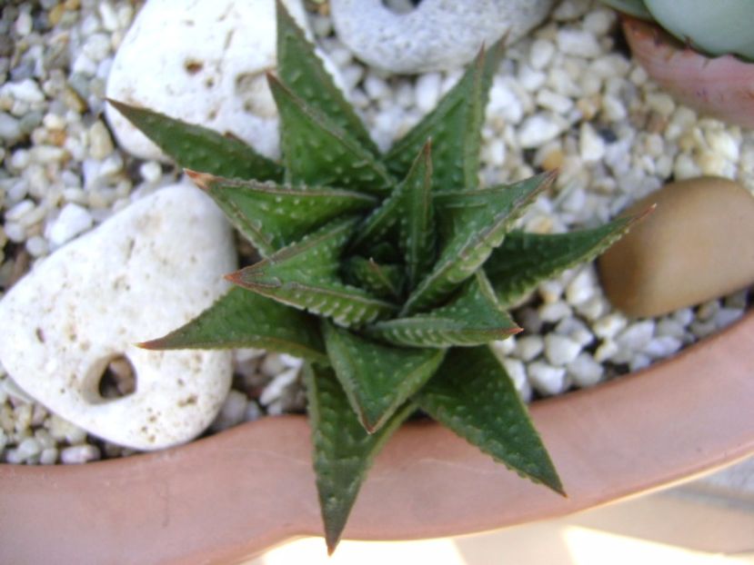 Haworthia limifolia - Suculente 2017
