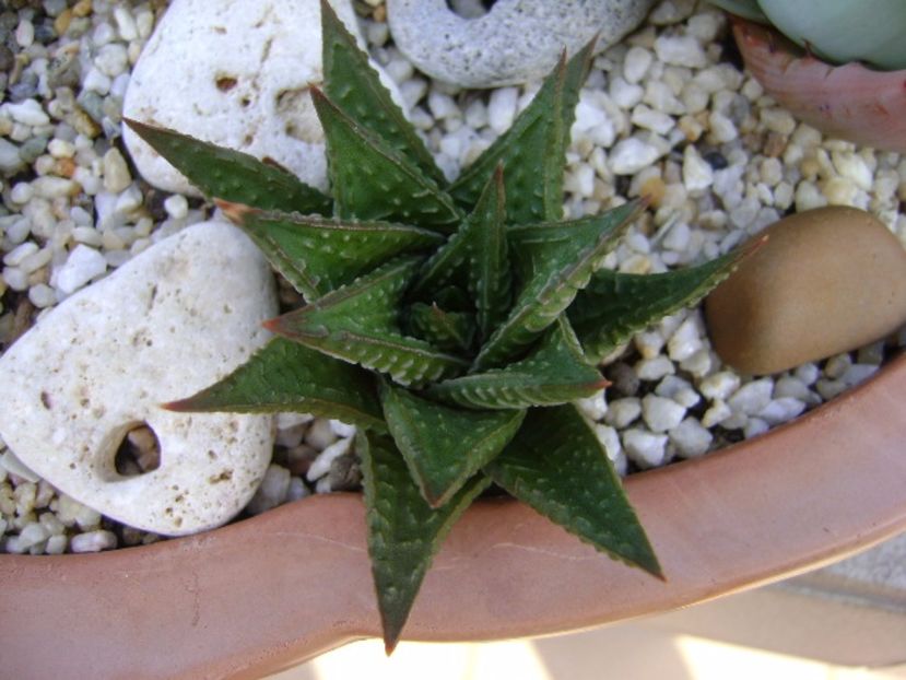 Haworthia limifolia - Suculente 2017
