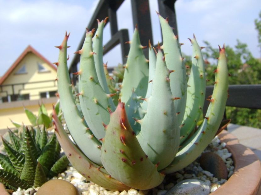 Aloe aculeata - Suculente 2017