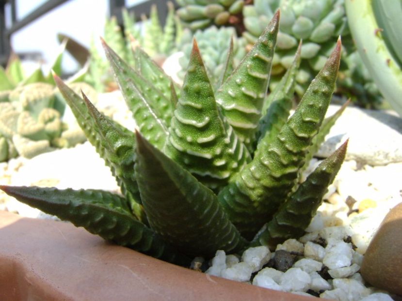 Haworthia limifolia - Suculente 2017