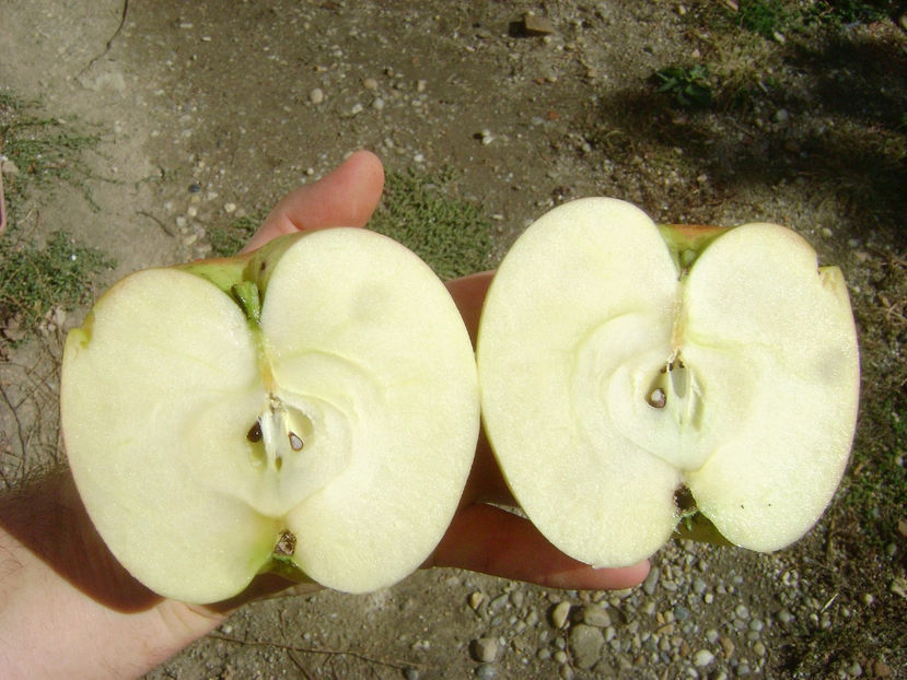 Mar din Gradina 2016 6 - Mar din Gradina