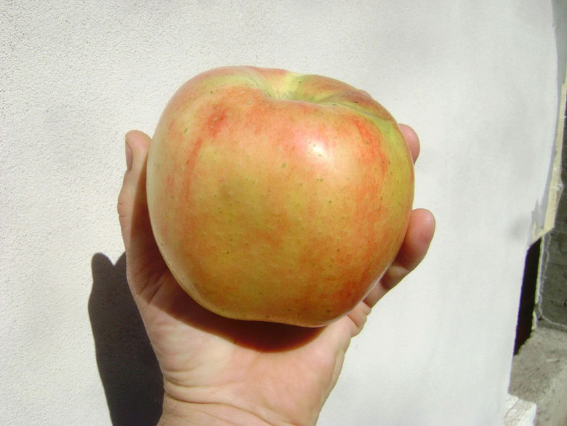 Mar din Gradina 2017 2 - Mar din Gradina