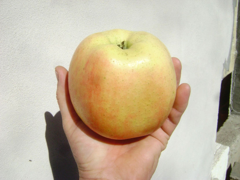 Mar din Gradina 2017 3 - Mar din Gradina