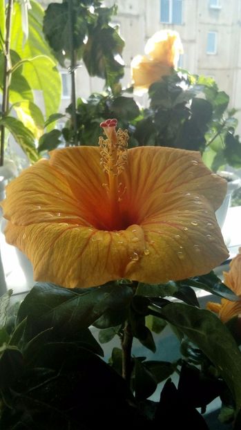 P_20170921_101517_1_BF_p - Hibiscus