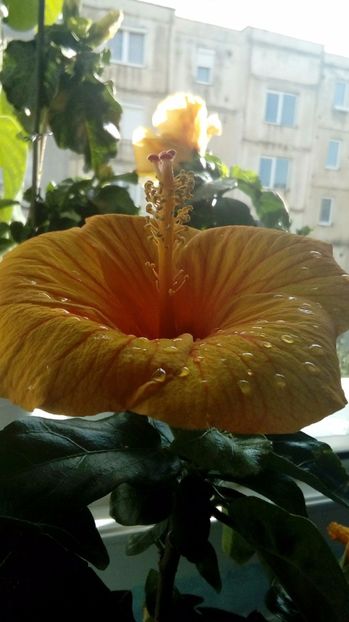P_20170921_101434_1_BF_p - Hibiscus